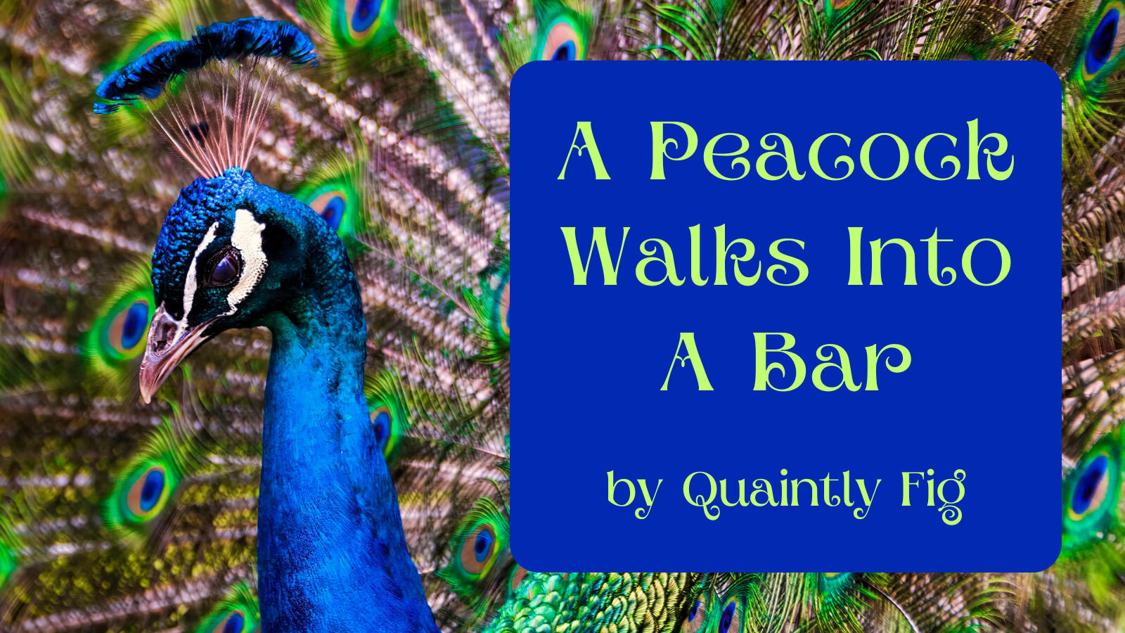 Text: A Peacock Walks Into A Bar, by Quaintly Fig; Image: close-up photograph of a male peacock, bright blue head and crown. His large tail is on display behind him.