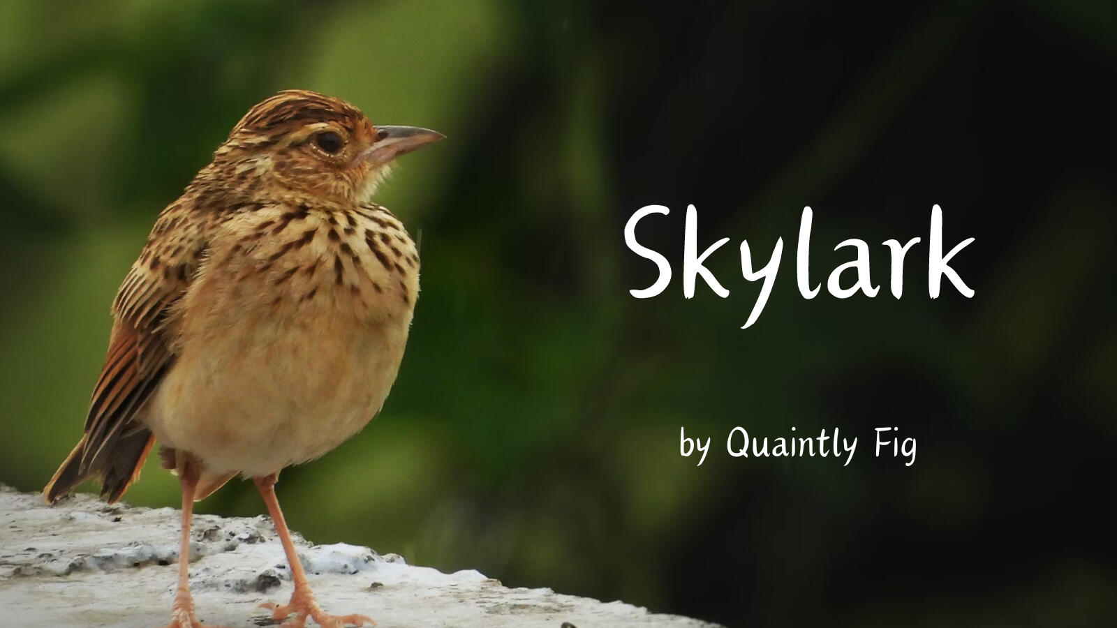 Text:Skylark by Quaintly Fig; Image: A small brown bird sits on a stone surface, the background is a blurred leafy green