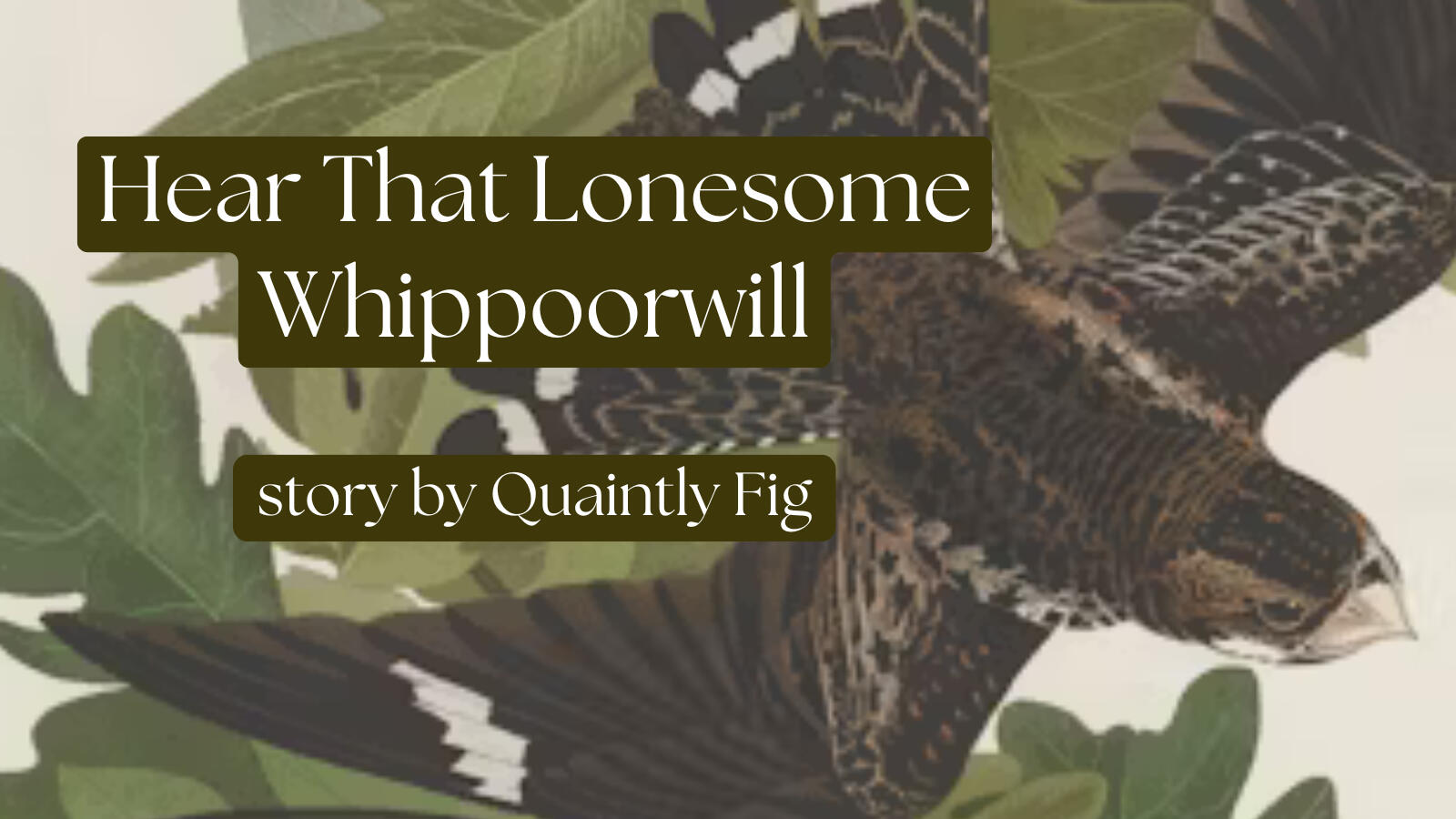 Text: Hear That Lonesome Whippoorwhill, story by Quaintly Fig, ; Image: a close-up of an audobon print of a nighthawk, the bird swoops downward, wings outstretched